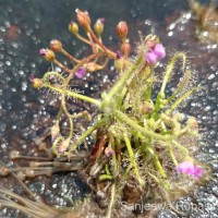 Drosera indica L.